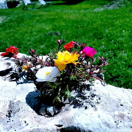 Flora Alpina Hotel 2*