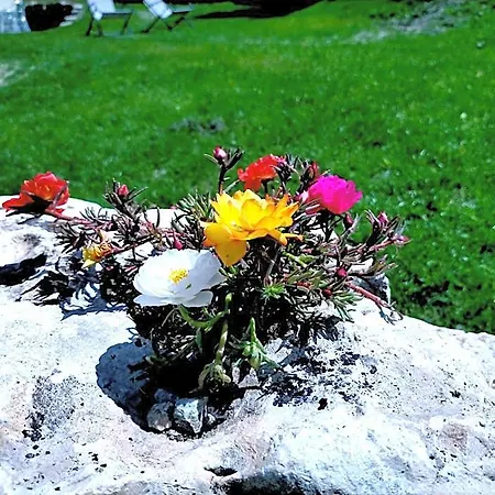 Flora Alpina Hotel 2*
