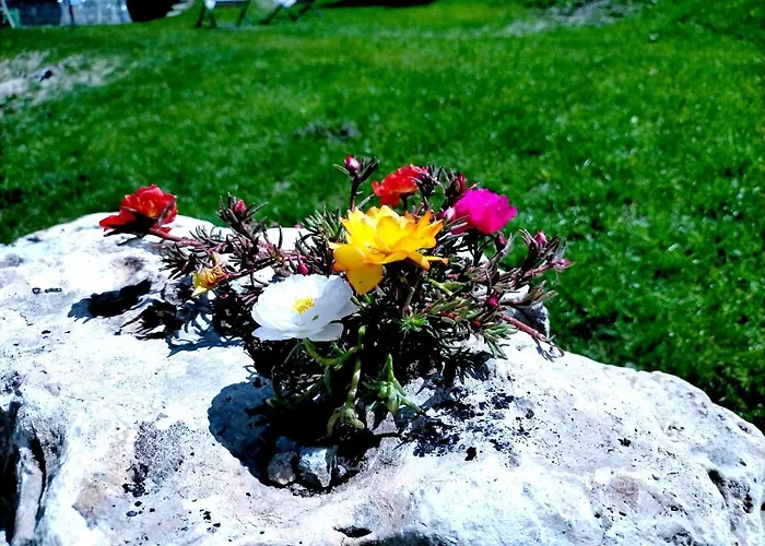 Flora Alpina Hotel 2*